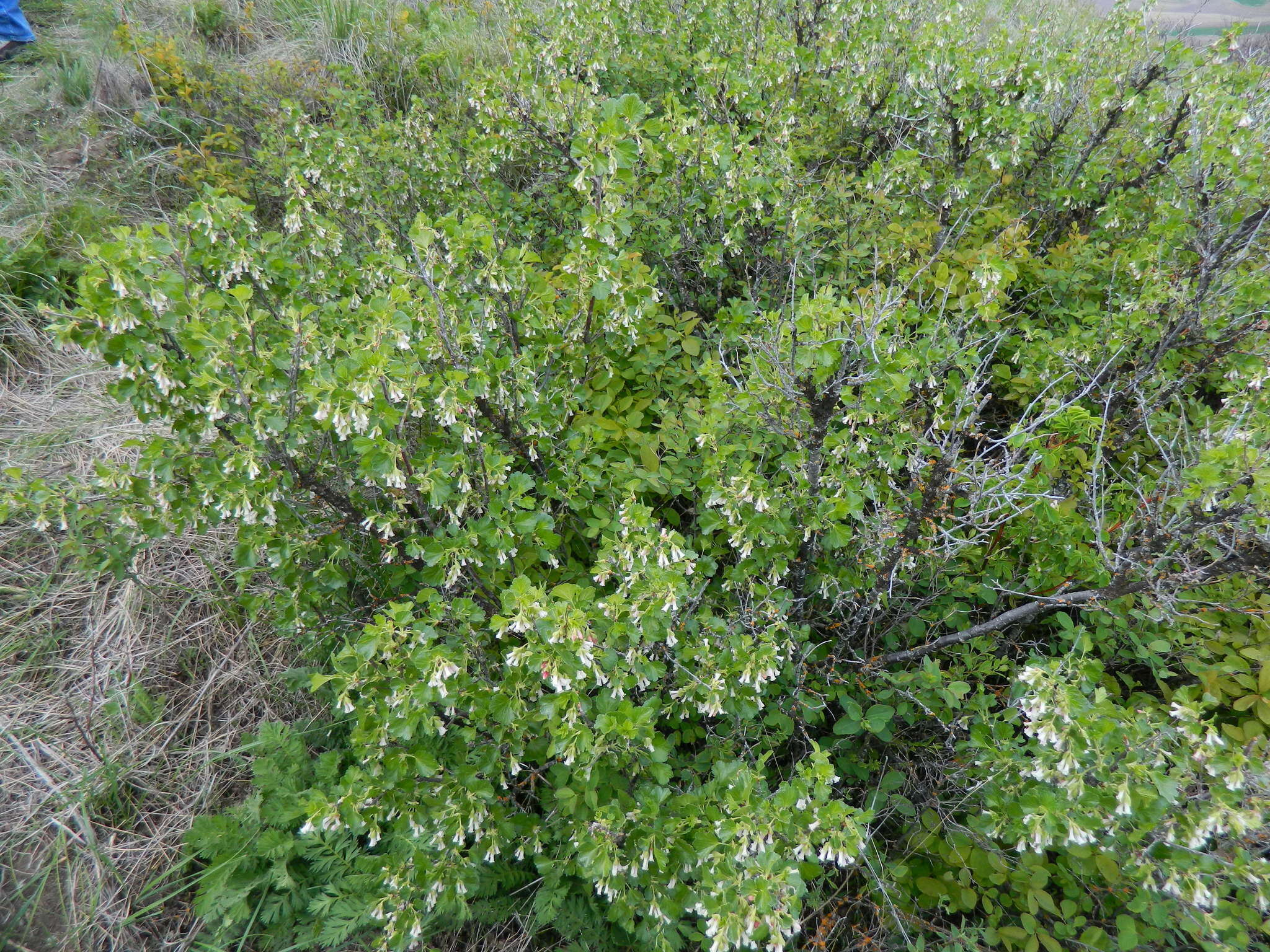 Image of whisky currant