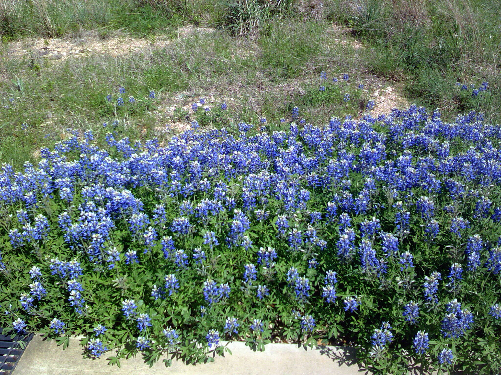 Image of Texas lupine