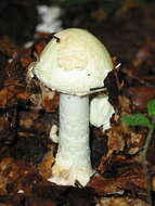 Image of False deathcap