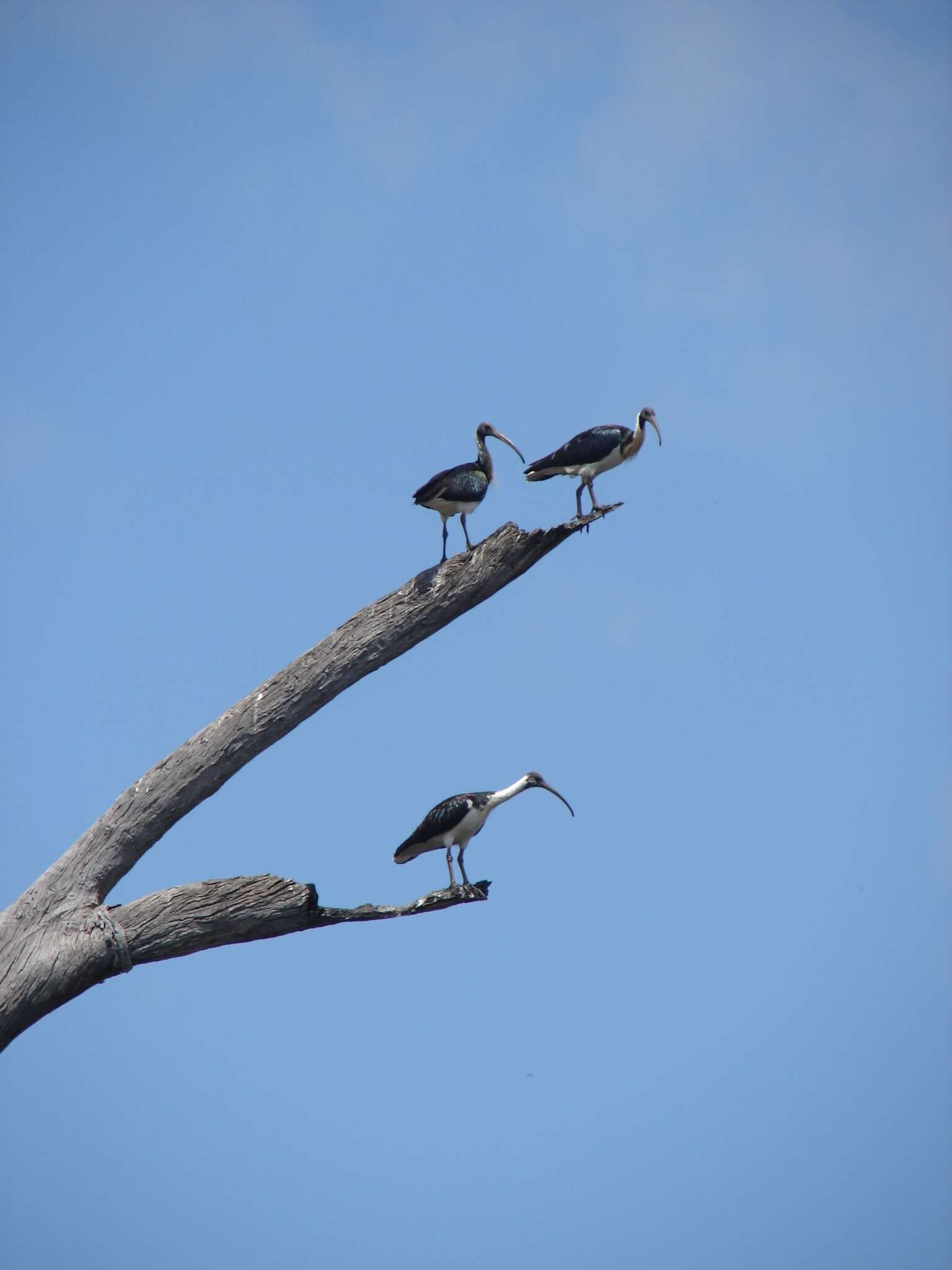 Imagem de Threskiornis spinicollis (Jameson 1835)