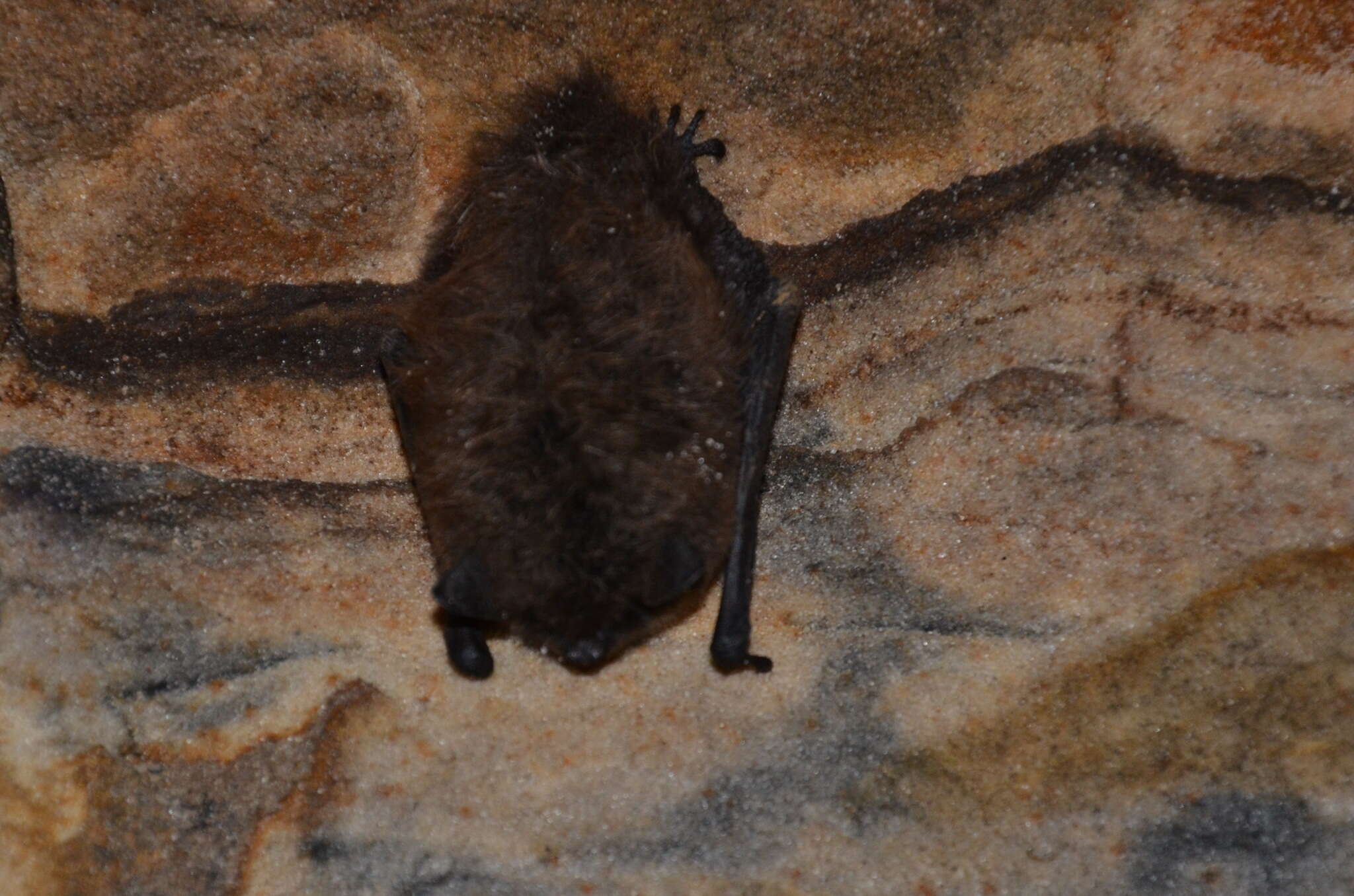 Image of Brandt's Bat