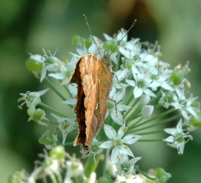 Слика од Polygonia c-aureum Linnaeus 1758