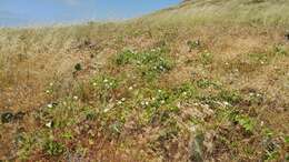 صورة Calystegia macrostegia subsp. amplissima R. K. Brummitt