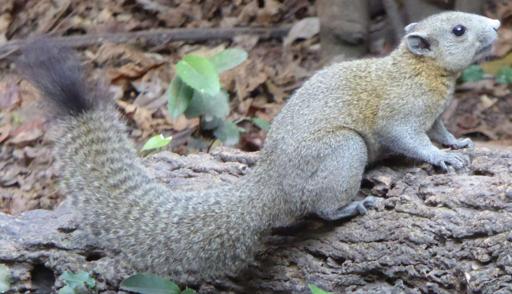 Image of Gray-bellied Squirrel