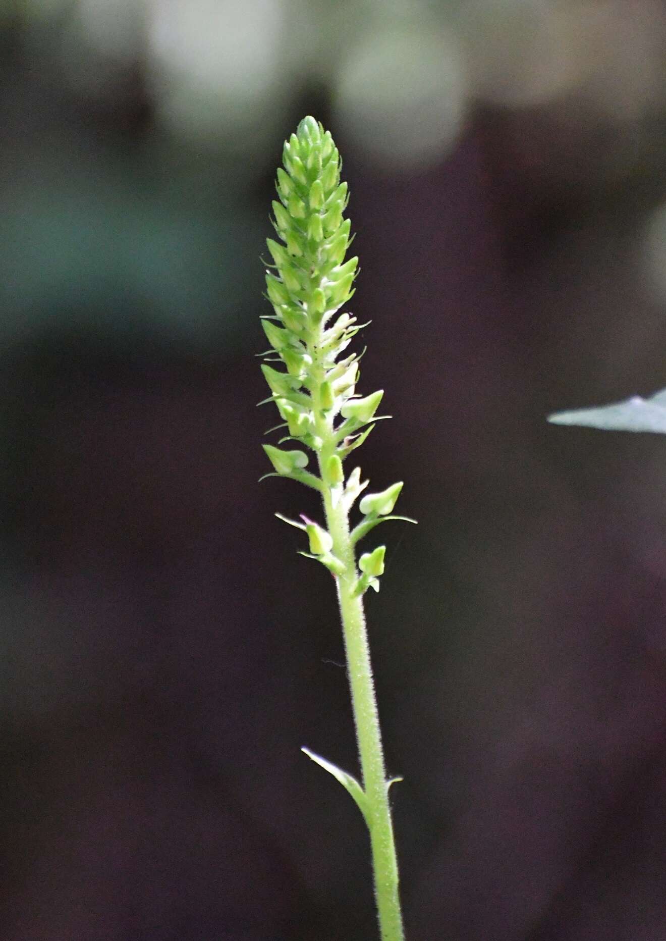 Image of Ponthieva mexicana (A. Rich. & Galeotti) Salazar