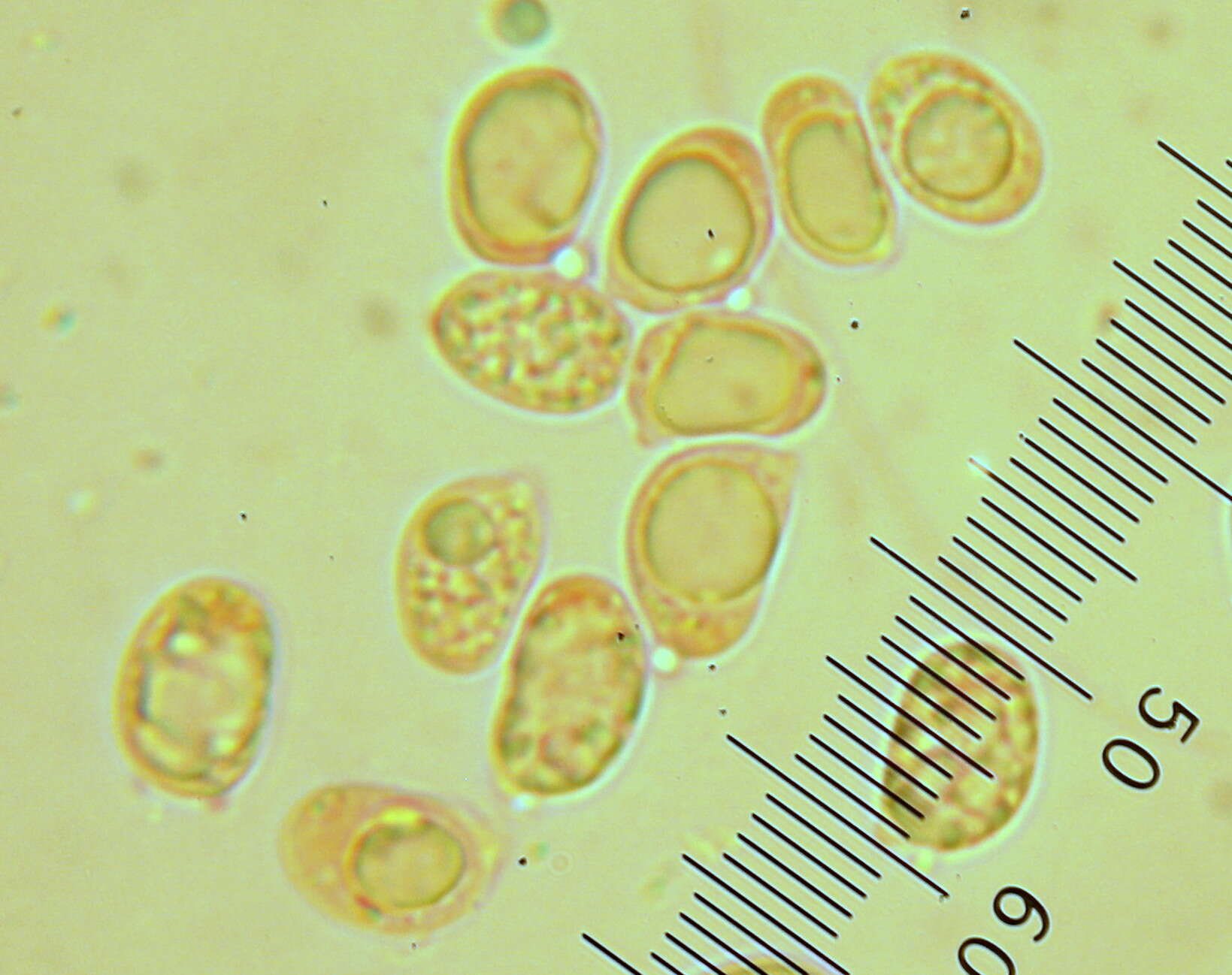 Image of Cantharellus lateritius (Berk.) Singer 1951