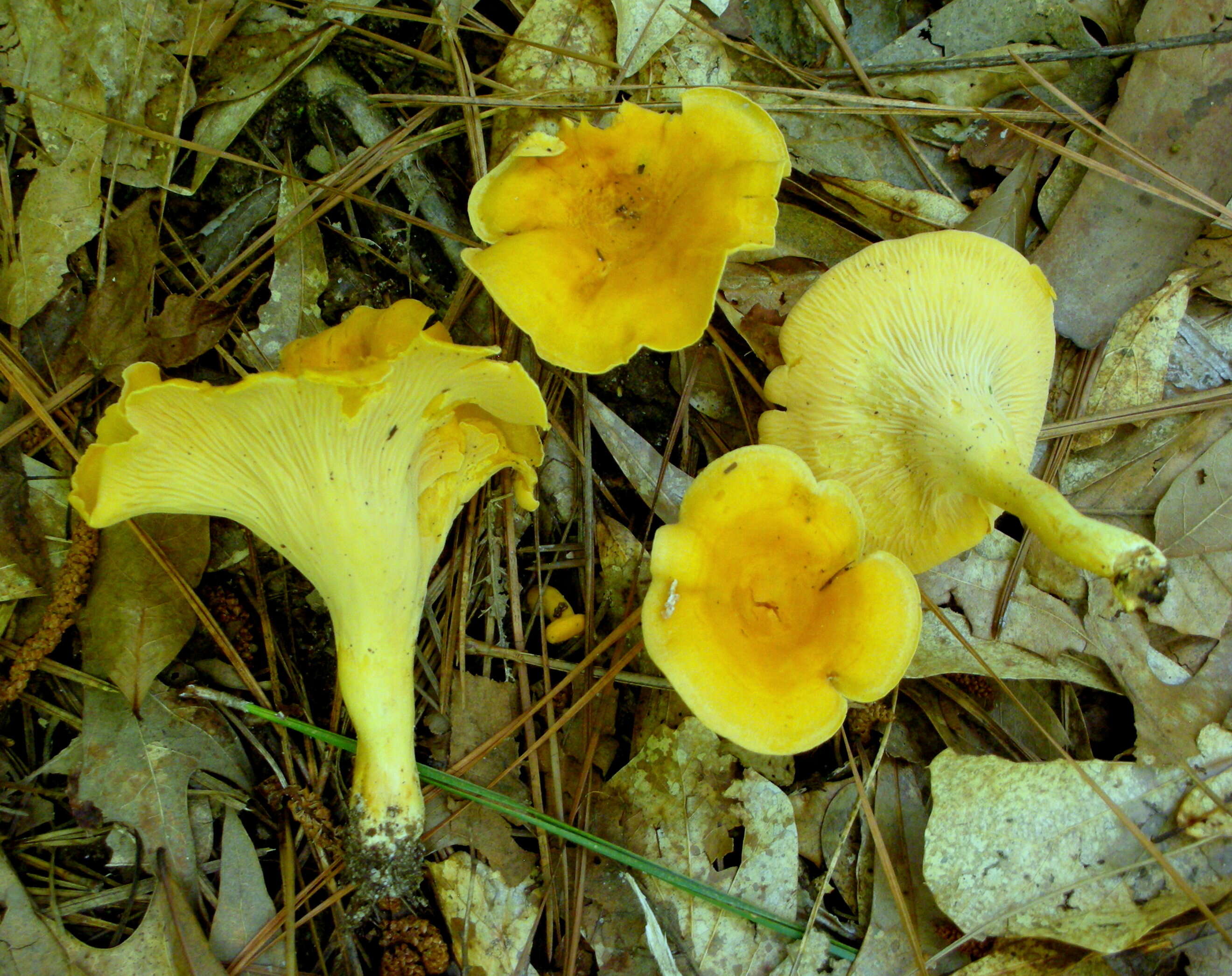 Image of Cantharellus lateritius (Berk.) Singer 1951