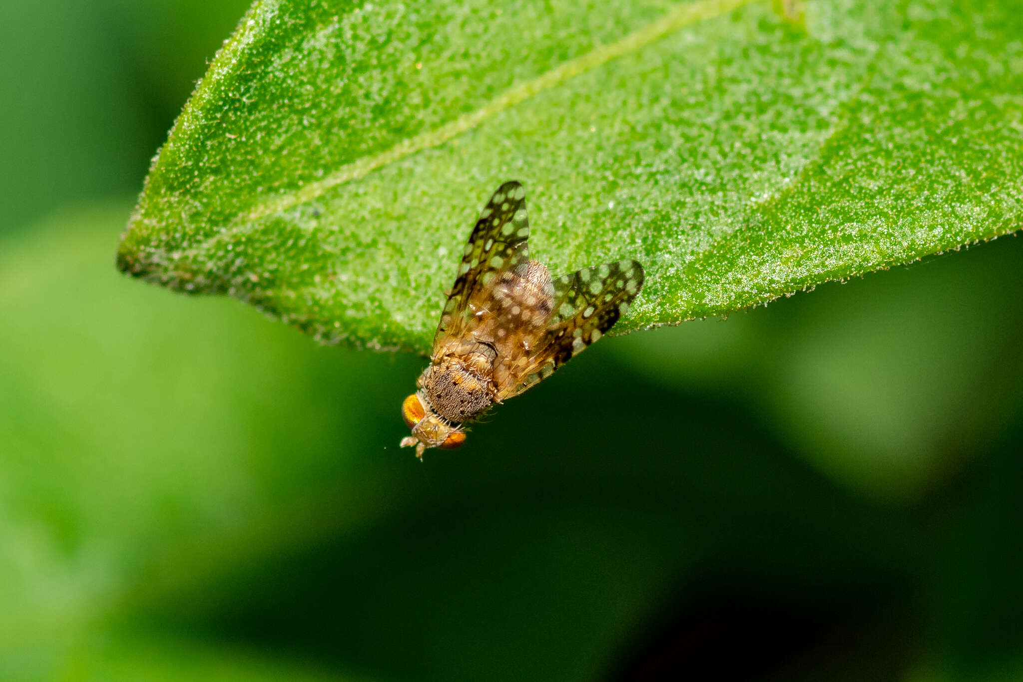 Image of Sourbush seed fly