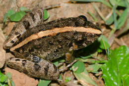 Image of Minervarya kudremukhensis (Kuramoto, Joshy, Kurabayashi & Sumida 2008)