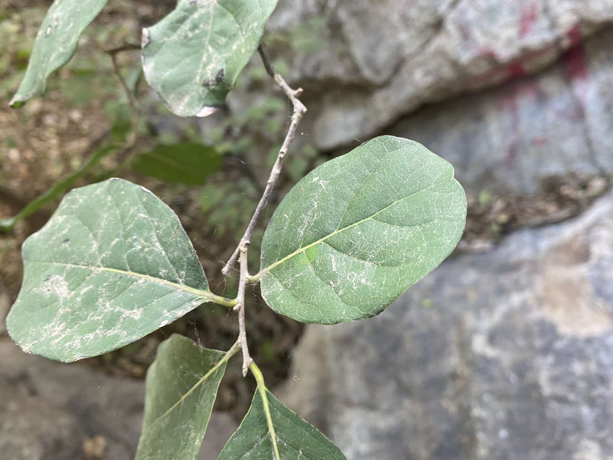 Image de Diospyros rosei Standl.