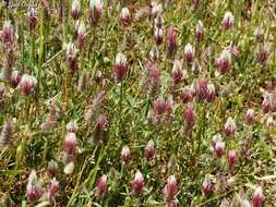 Imagem de Trifolium dichroanthum Boiss.