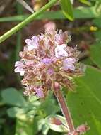 Imagem de Thymus longicaulis C. Presl