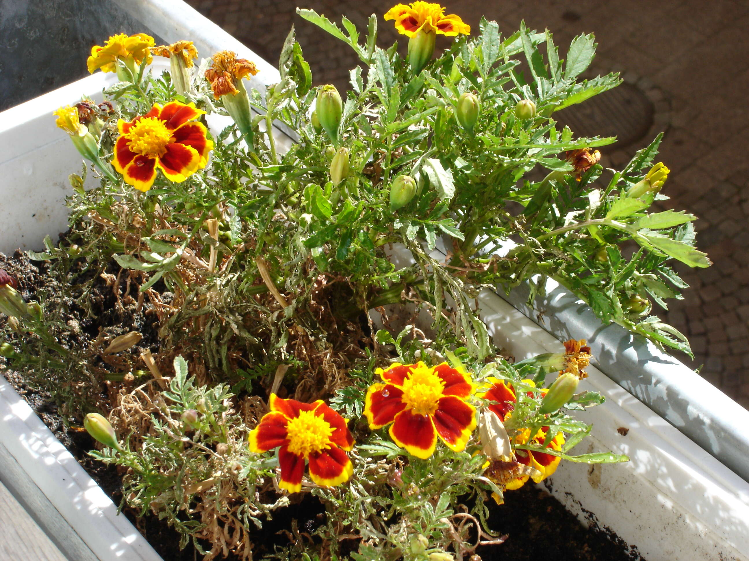 Tagetes erecta L. resmi