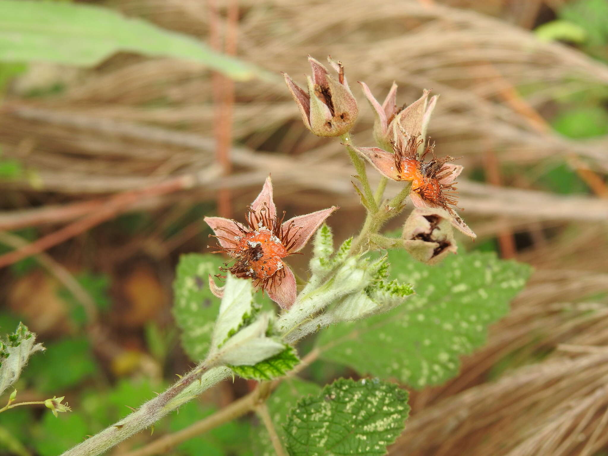 Imagem de <i>Rubus novus</i>