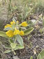 Image of Phlomis armeniaca Willd.