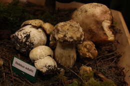 Image of Cep