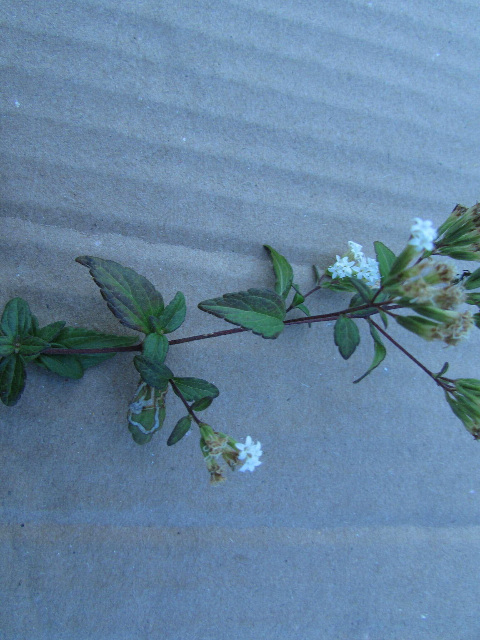 Image of Stevia origanoides Kunth