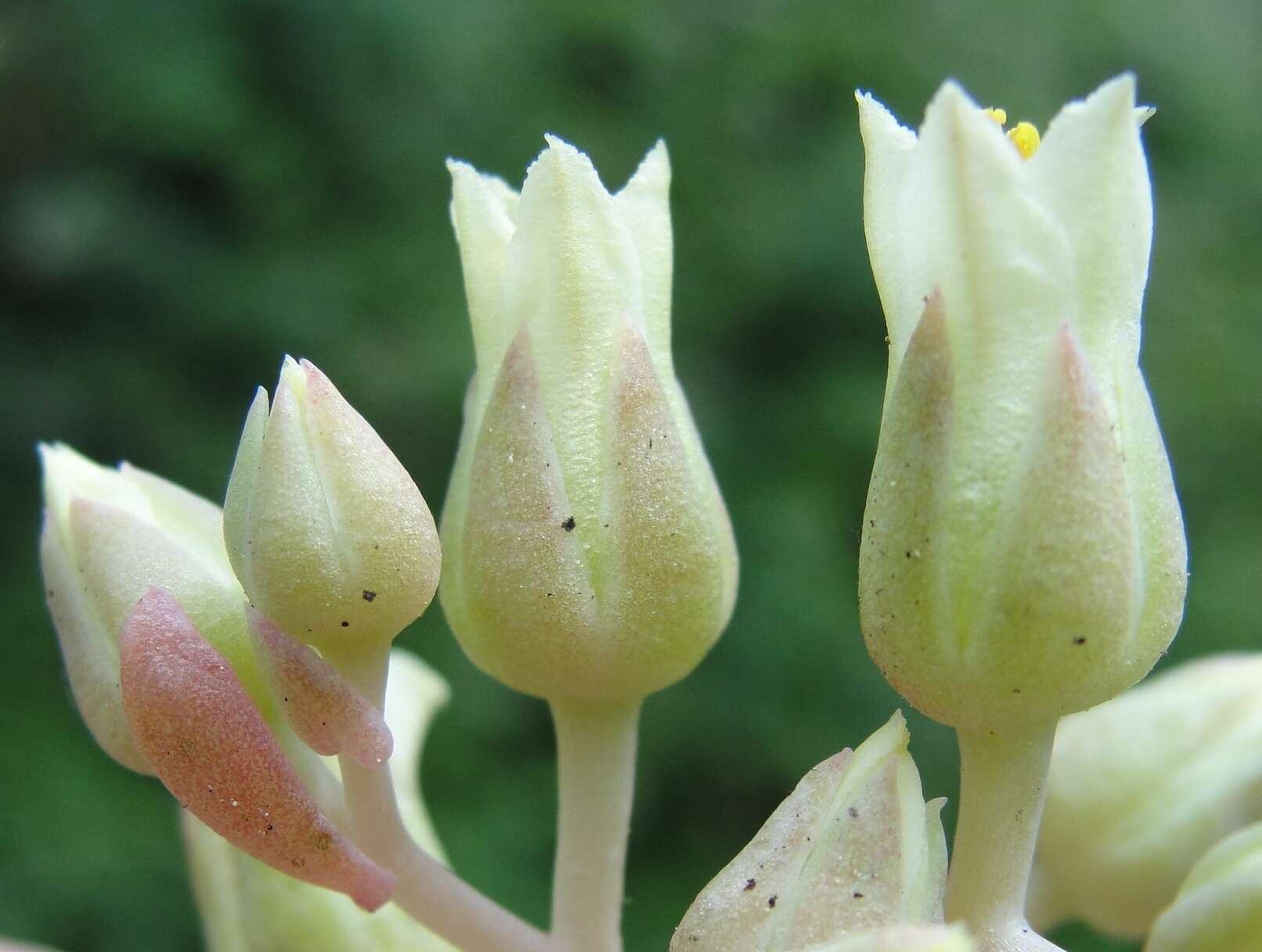 Image of Sedum paradisum subsp. subroseum