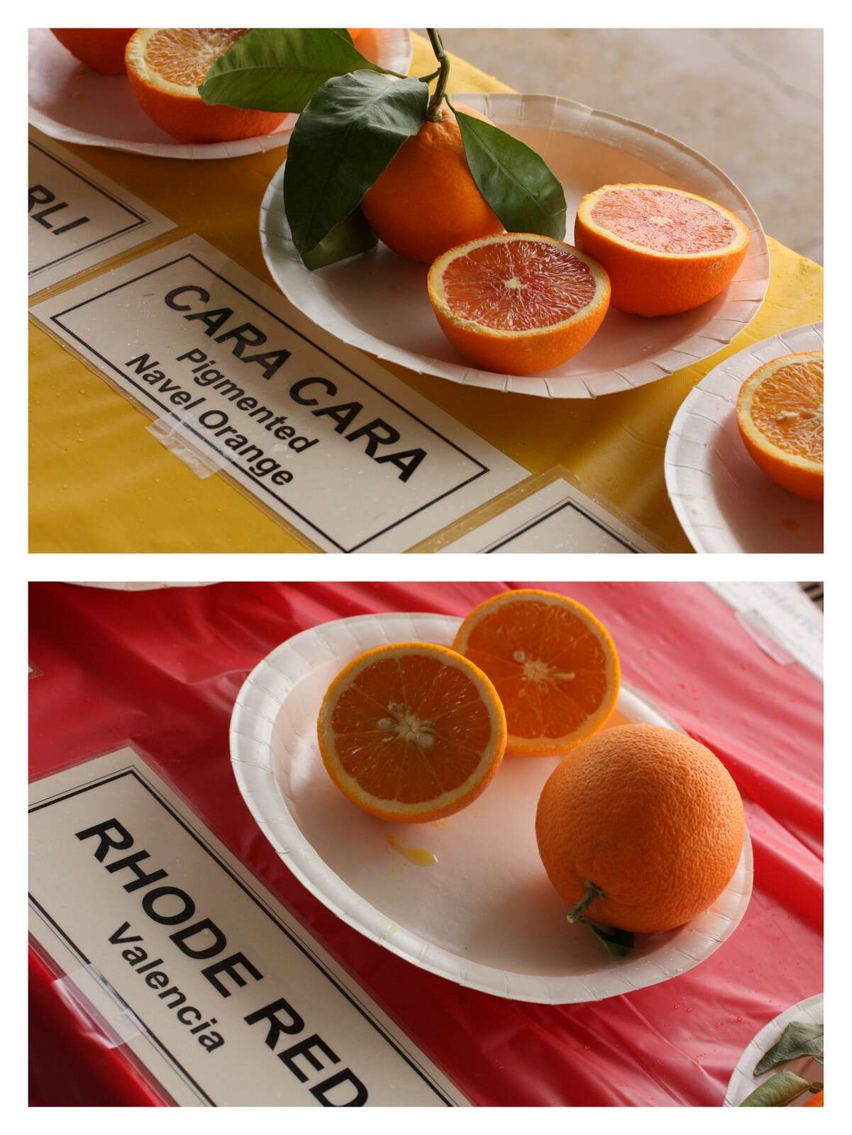 Image of Citrus × sinensis