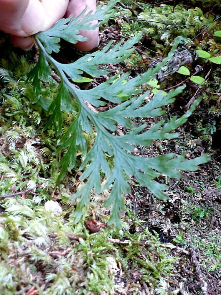 Image de Hymenophyllum dilatatum (G. Forst.) Sw.