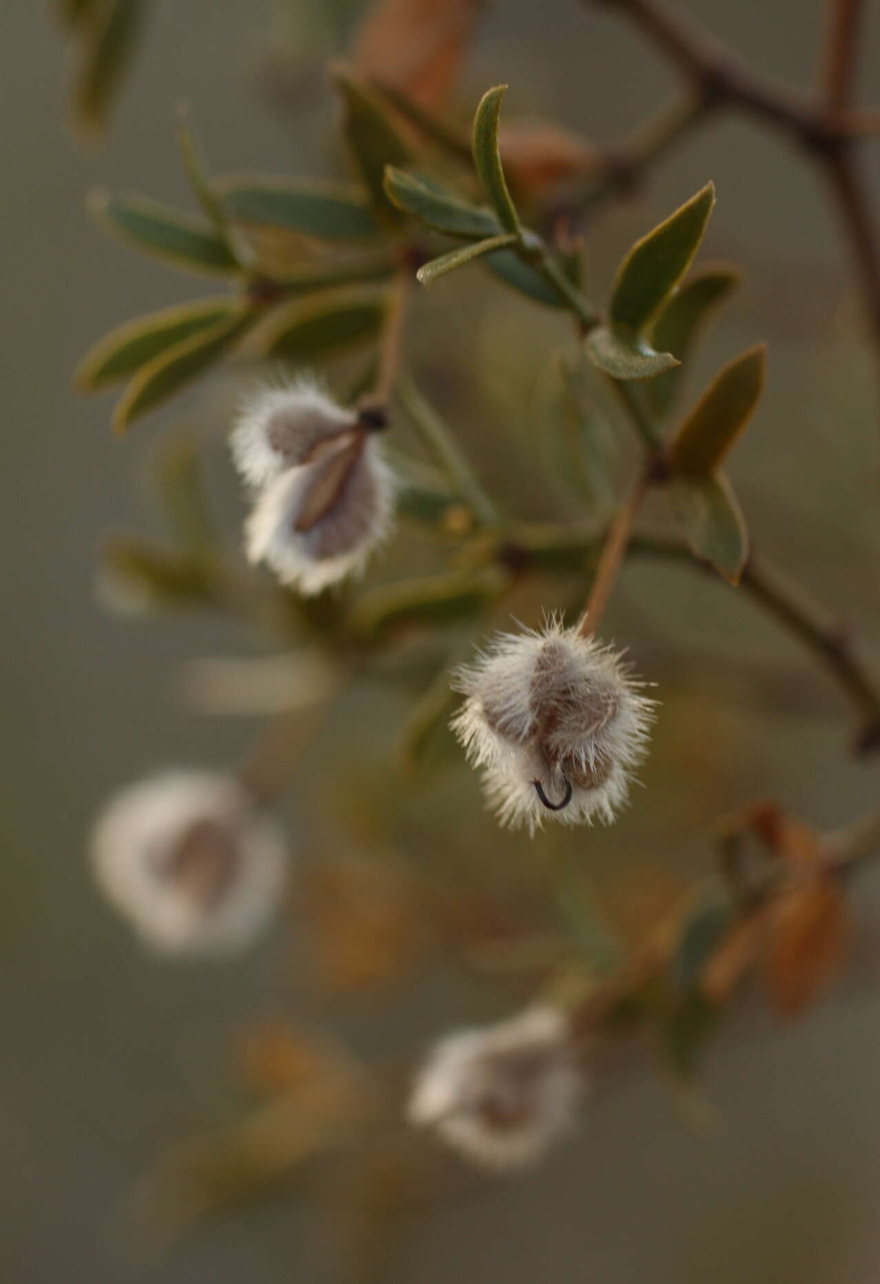 Image de Larrea tridentata (Sesse & Moc. ex DC.) Coult.