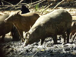 Image of Babyrousini Thenius 1970