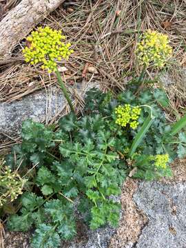 Lomatium parvifolium (Hook. & Arn.) Jepson的圖片