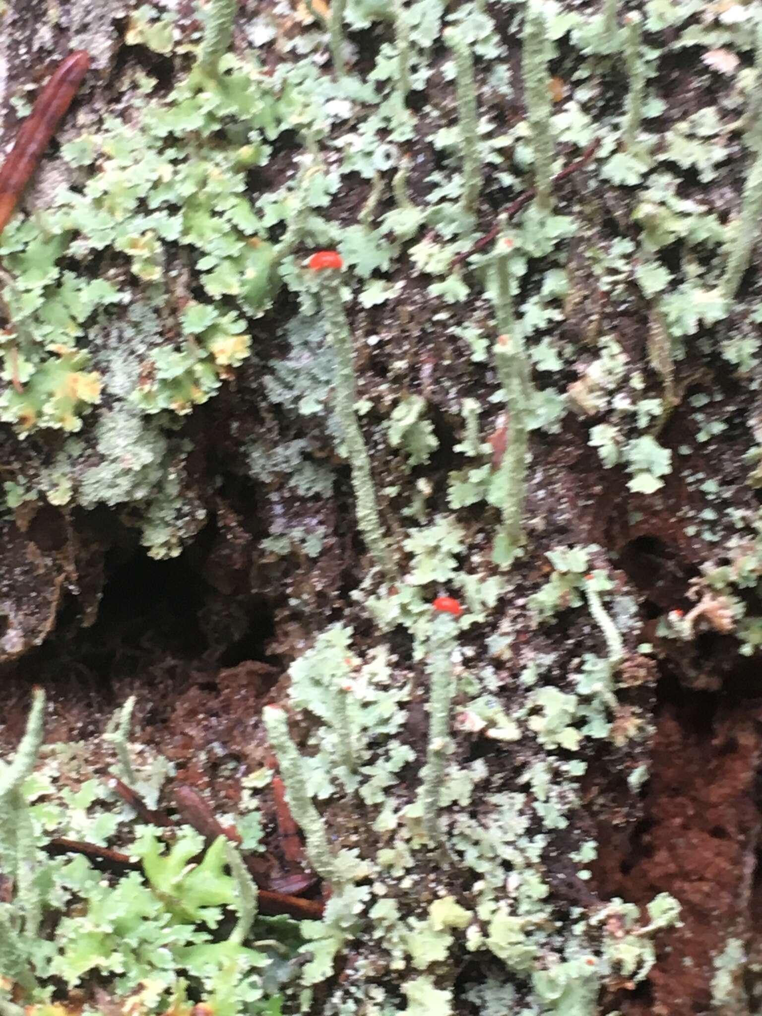 Image of cup lichen