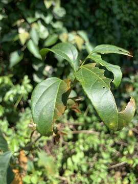 Image of purging croton