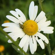 Image of Spotted Cucumber Beetle