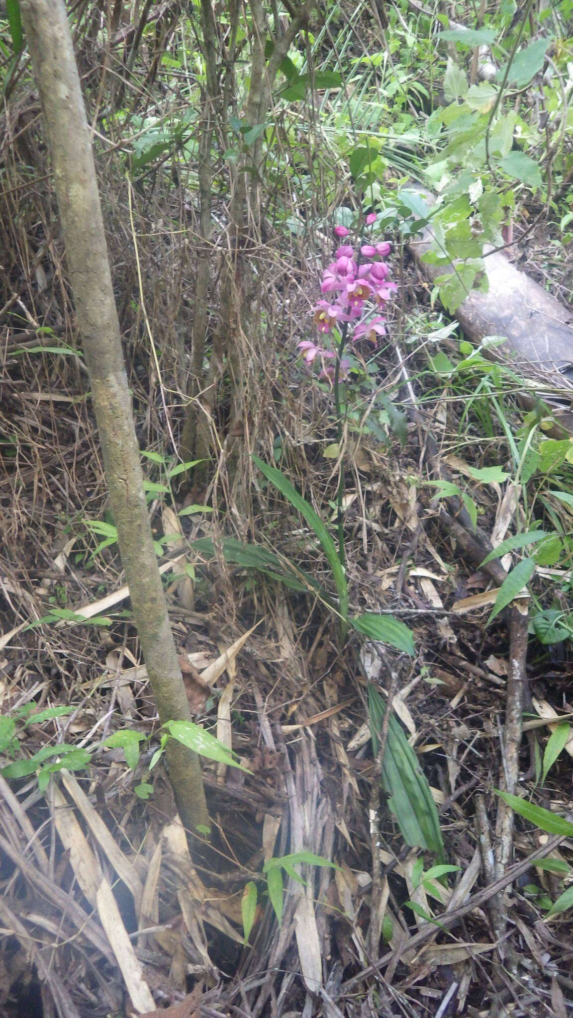 Image of Gastrorchis francoisii Schltr.