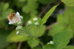 Image of Himalayan blackberry