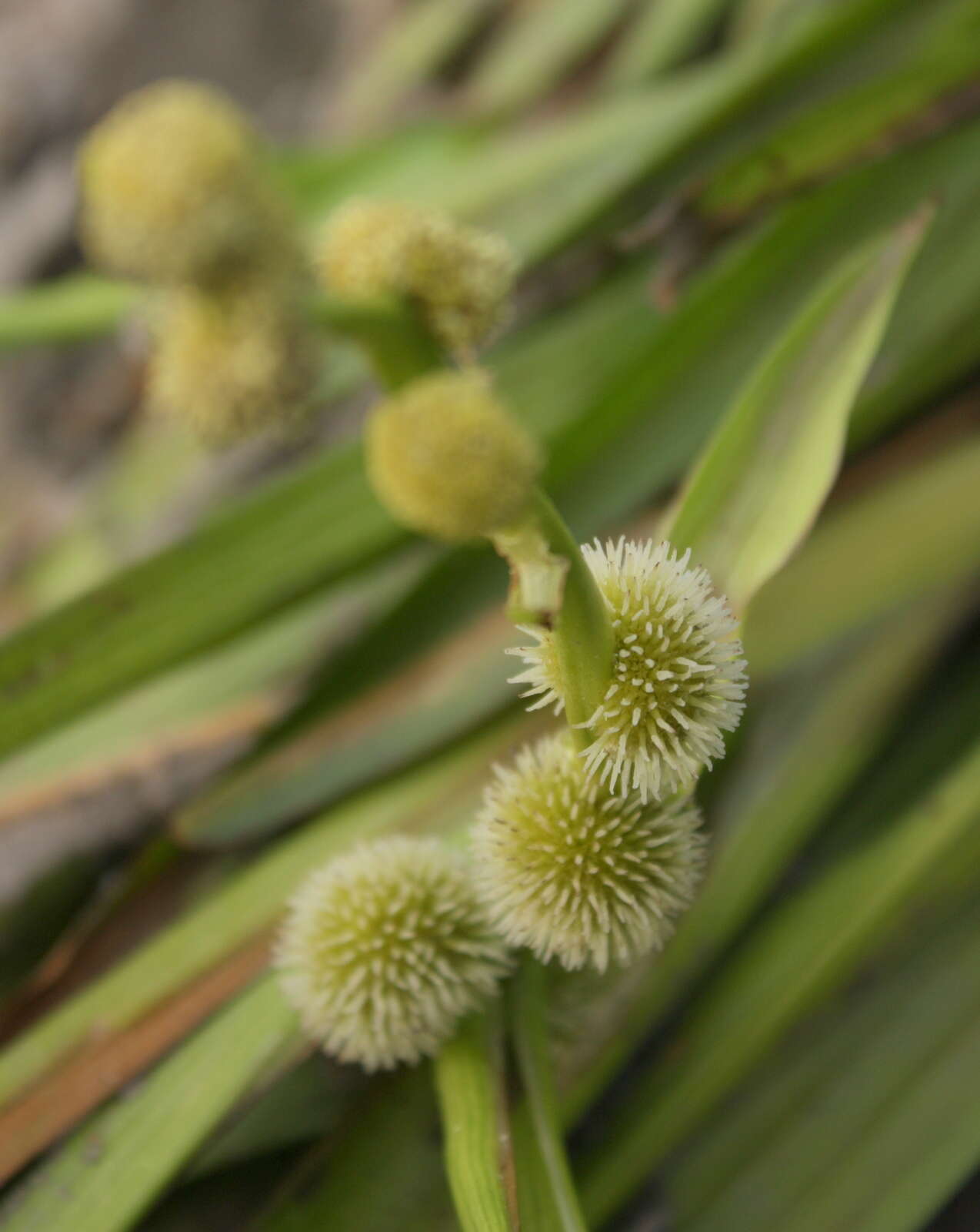 Image of Floating Bur-reed