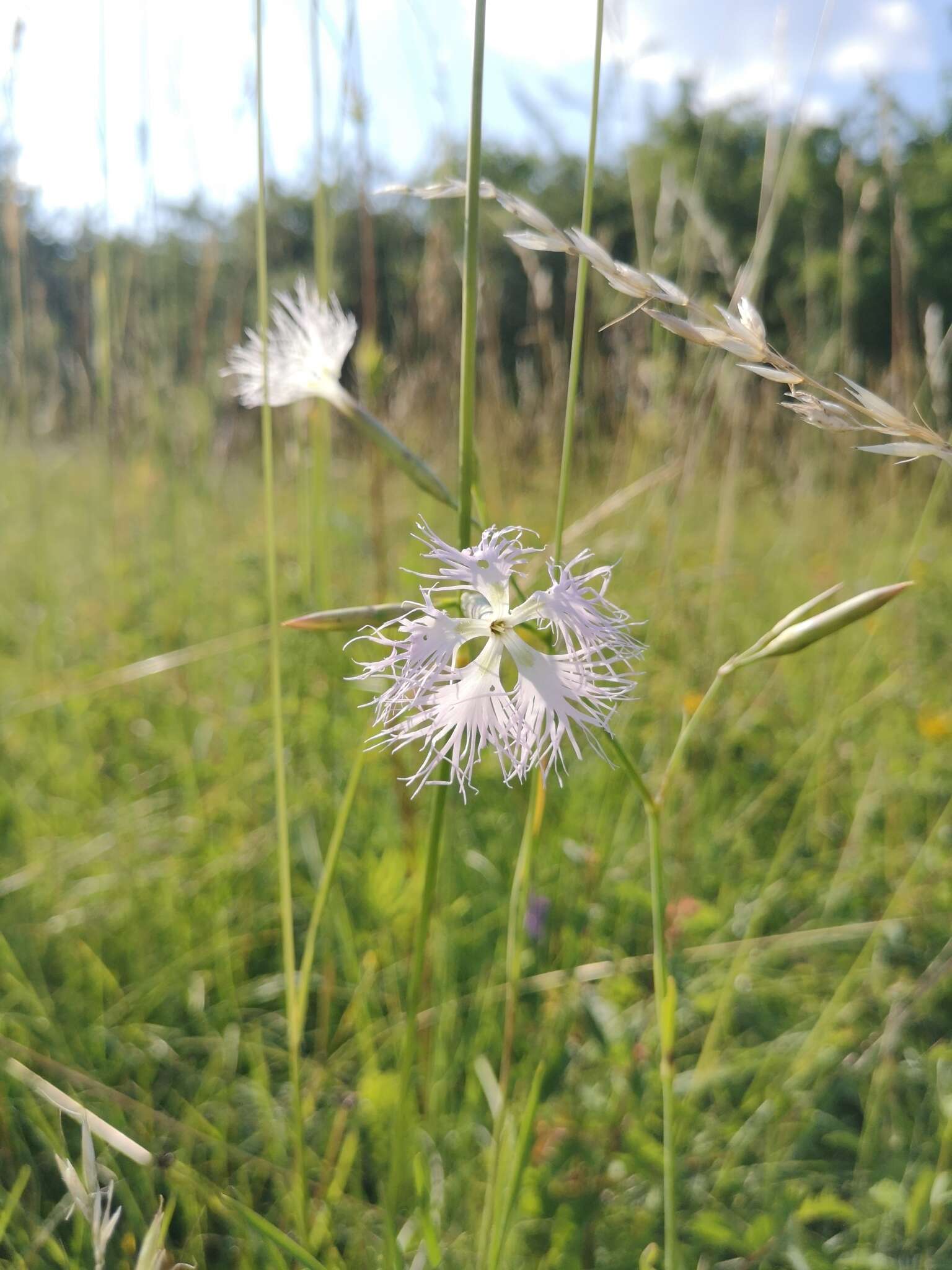 Image of Dianthus superbus subsp. superbus