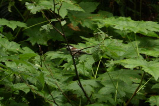 Image of Chestnut-backed Chickadee