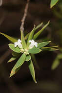 Plancia ëd Leucopogon muticus R. Br.