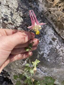 Image of Mancos columbine