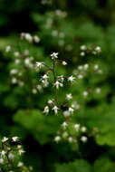 Image of threeleaf foamflower