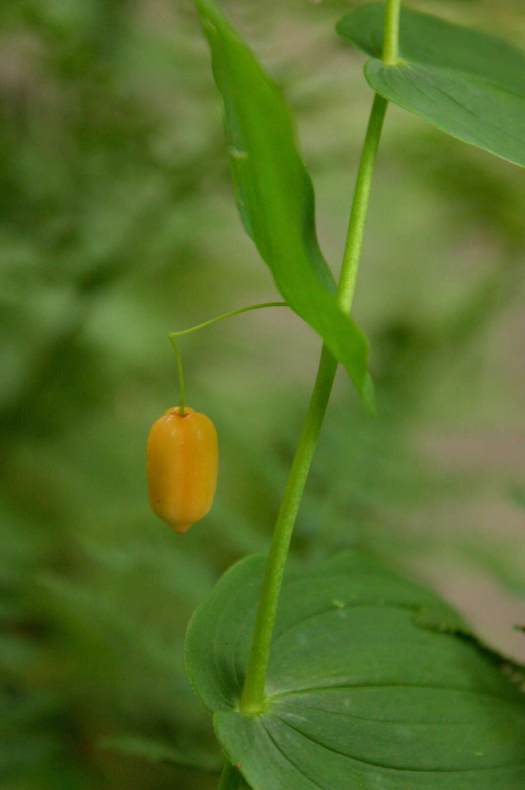 Image of claspleaf twistedstalk