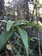 Слика од Dendrobium gracilicaule F. Muell.