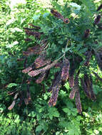 Imagem de Amorpha fruticosa L.