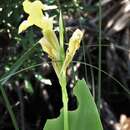 Image of bandanna of the Everglades