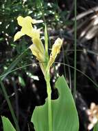 Image of bandanna of the Everglades