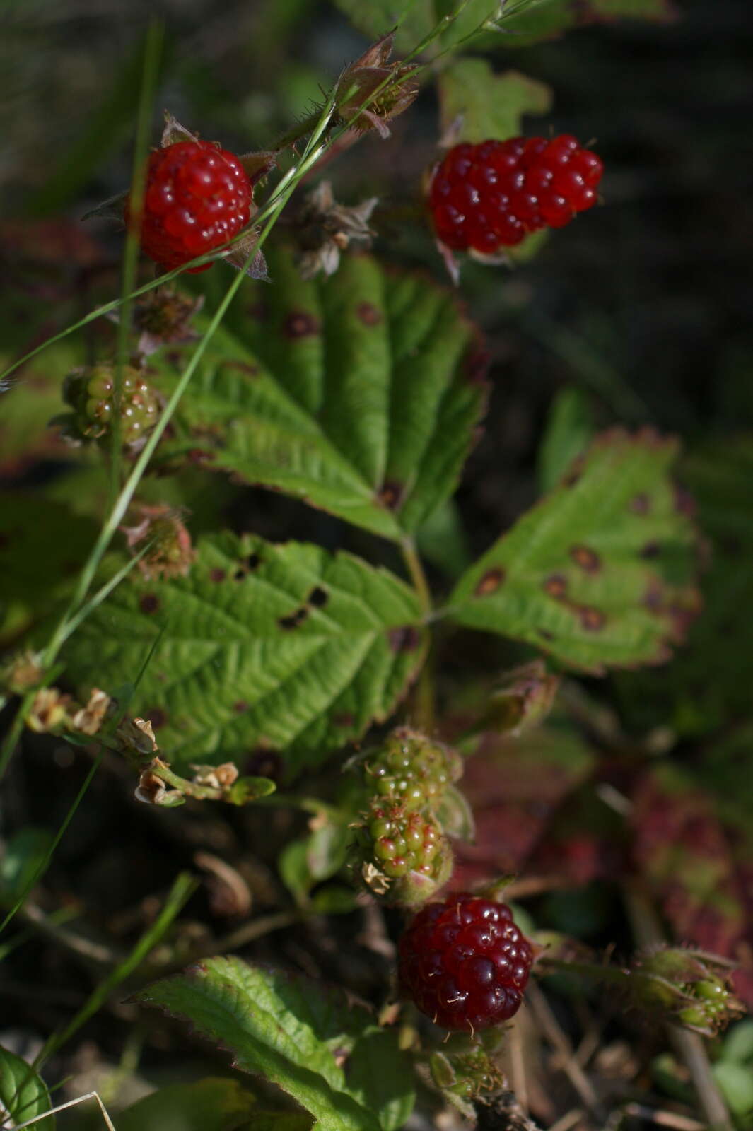 Слика од Rubus ursinus Cham. & Schltdl.