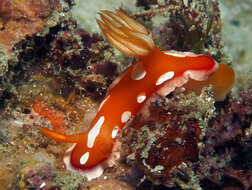 صورة Hypselodoris babai Gosliner & Behrens 2000