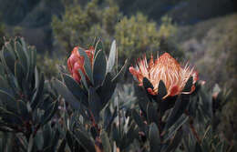 Image de Protea nubigena J. P. Rourke