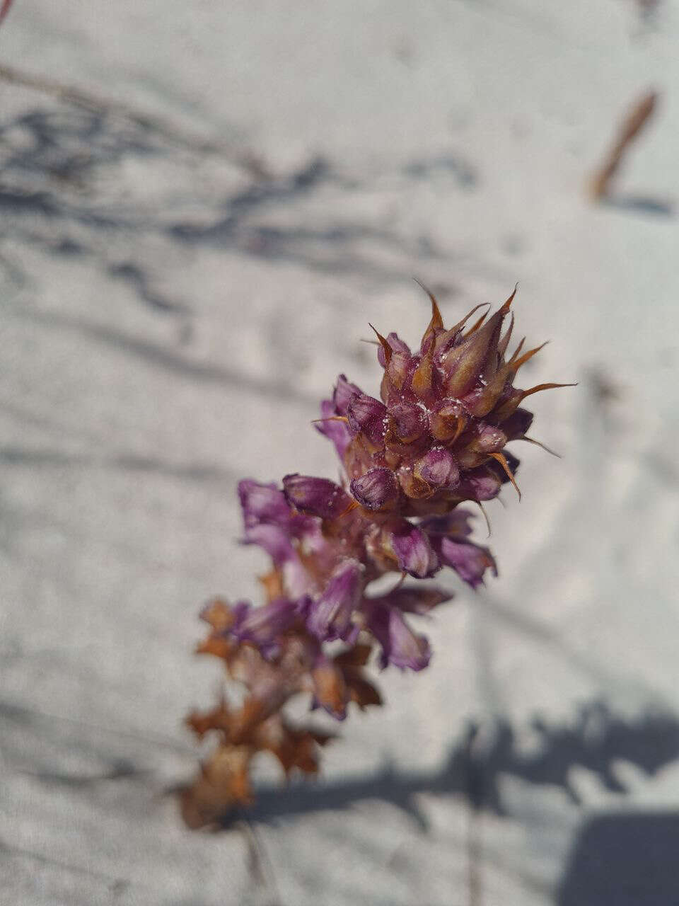 Image of nodding broomrape