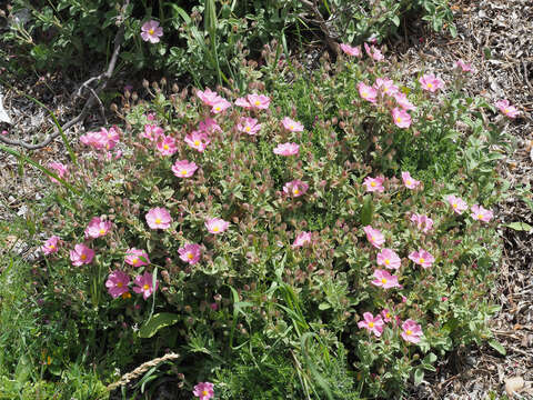 Imagem de Cistus parviflorus Lam.