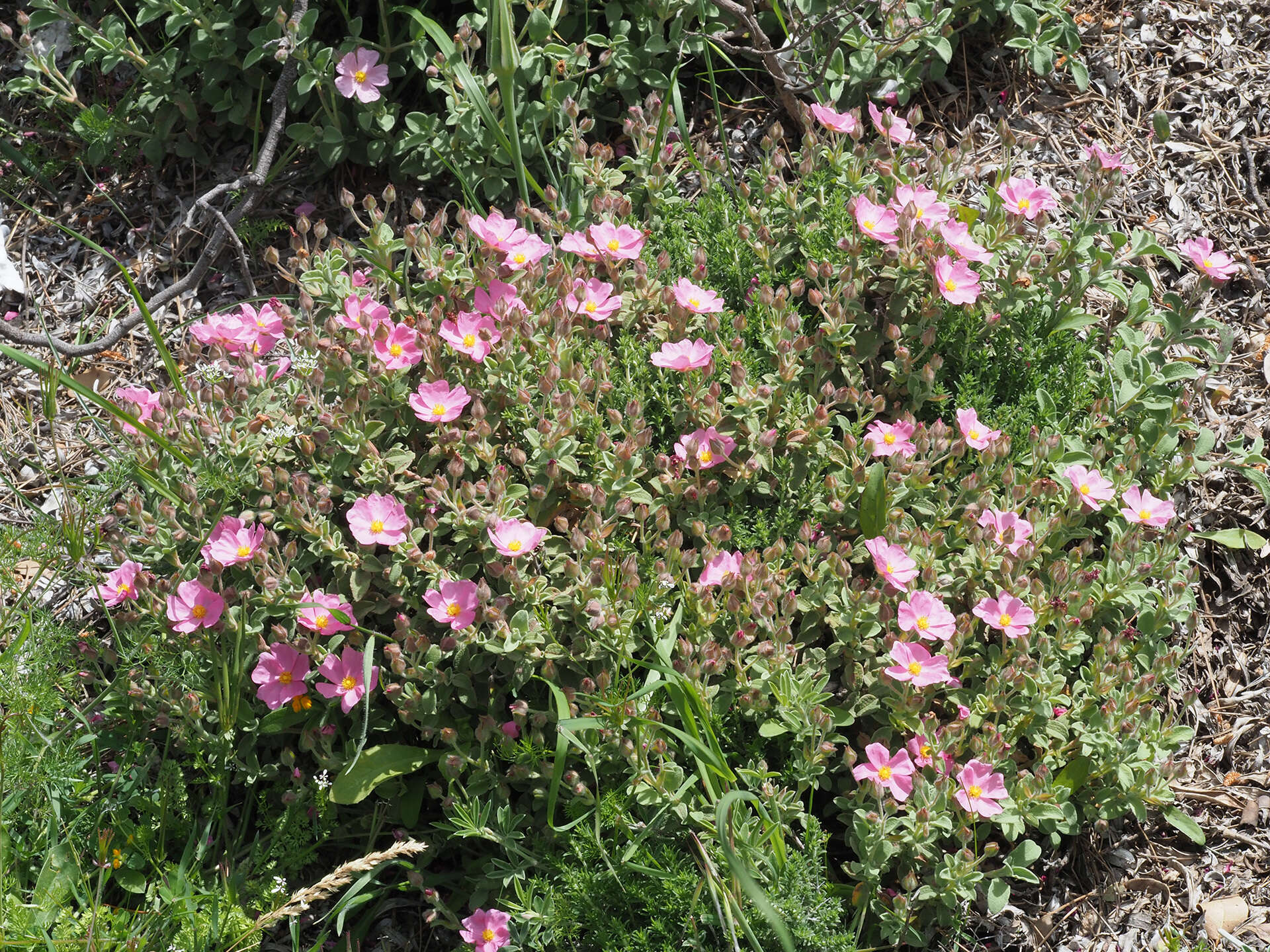 Image of Cistus parviflorus Lam.