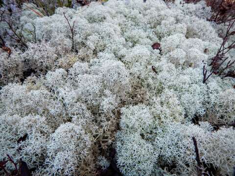 Image of star reindeer lichen